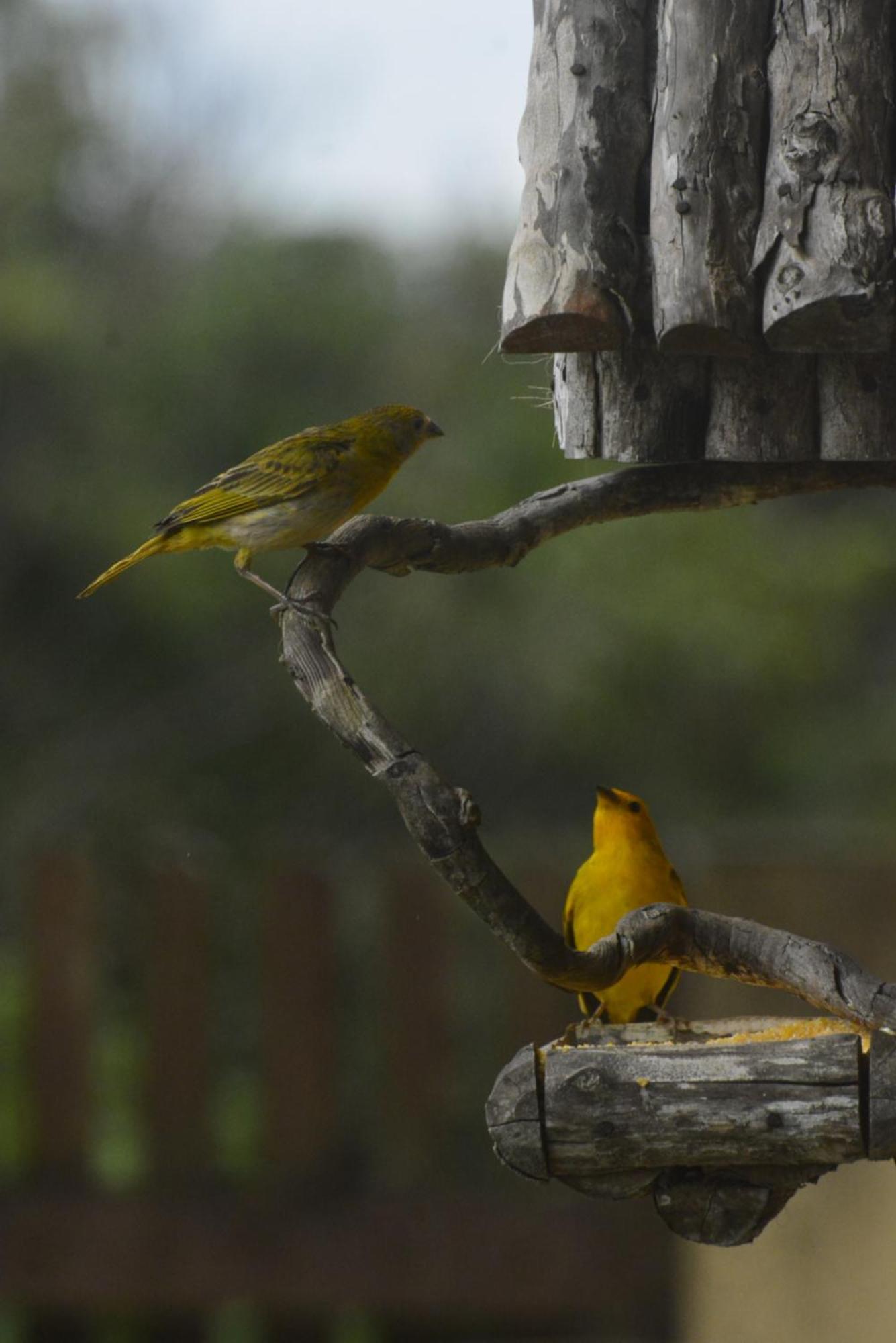 Sitio Juara Bed and Breakfast Santa Teresa  Buitenkant foto